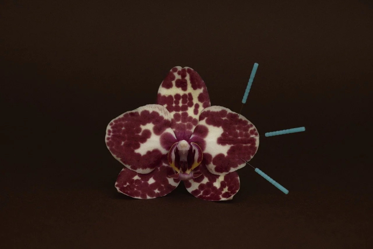 Orchid bloom with acupuncture needles
